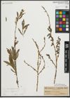 Foto von Salix purpurea L.